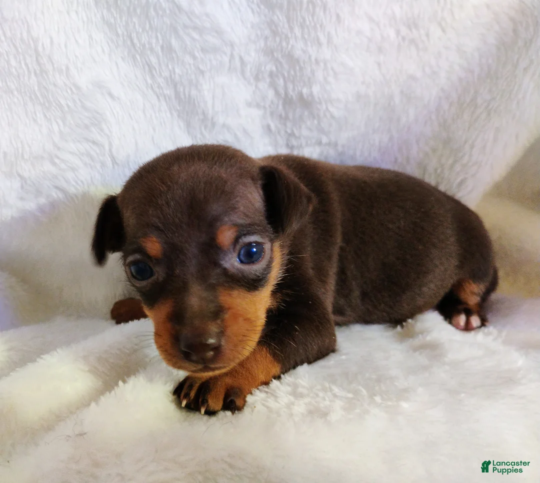 Miniature Pinscher dogs for sale: Caffeinated - HPA registerable  - Ad 1