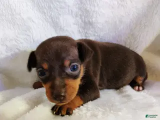 Miniature Pinscher dogs Caffeinated - HPA registerable - Ad 9