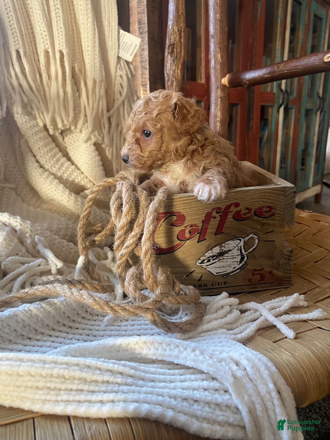 Toy Poodle dogs for sale: SWEET ROWAN - Ad 7