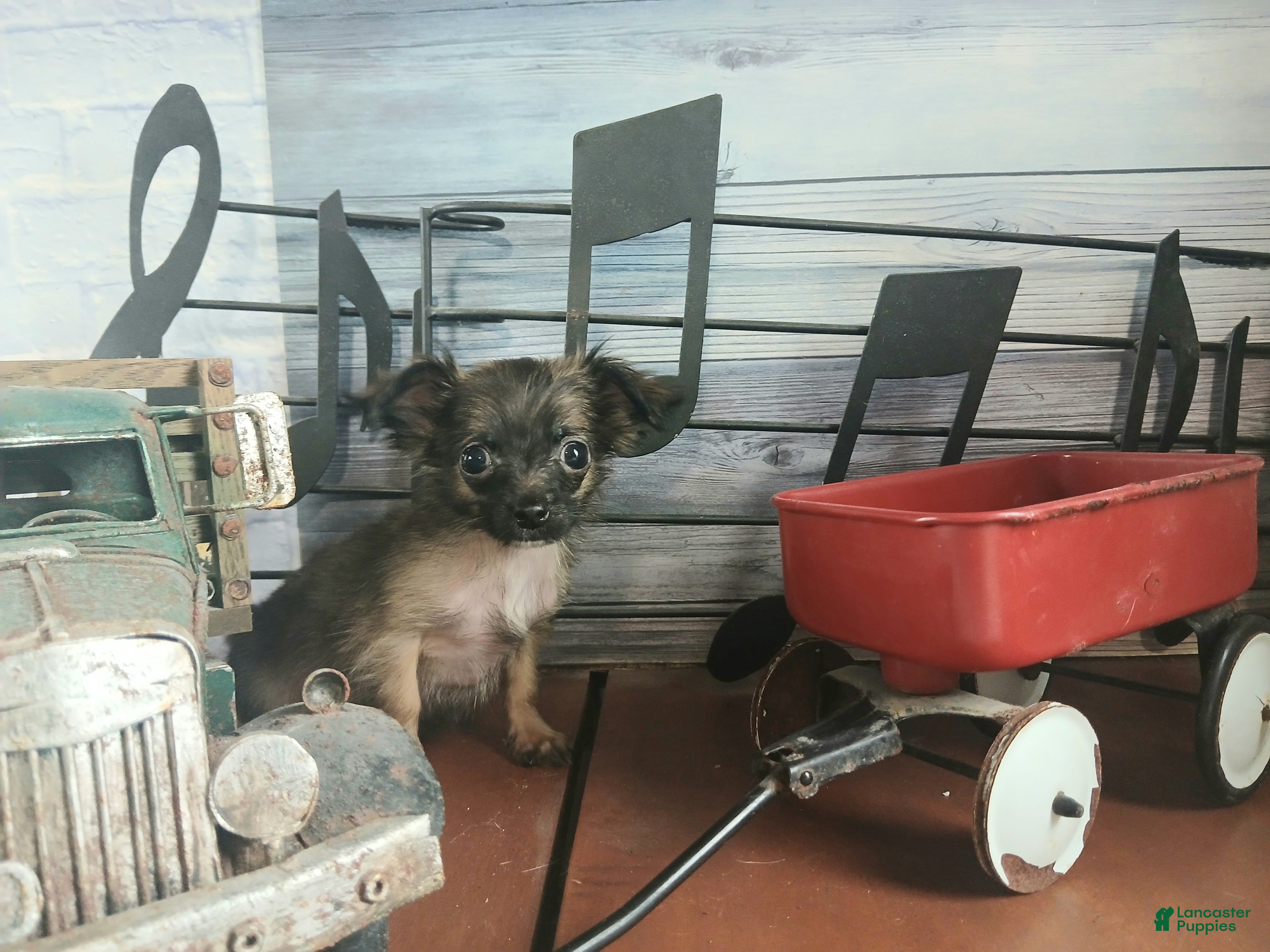 Chihuahua dogs Micro teacup long hair darker boy. Hand Delivery  - Ad 36