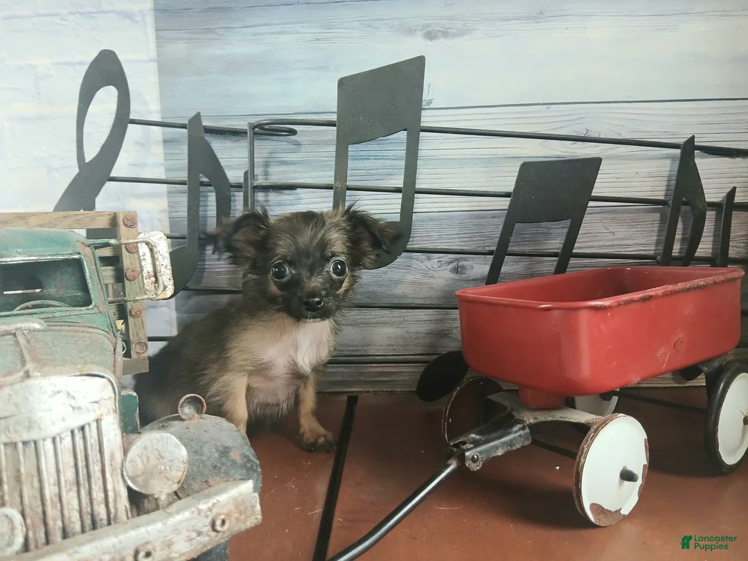 Chihuahua dogs for sale: Micro teacup long hair darker boy. Hand Delivery  - Ad 1