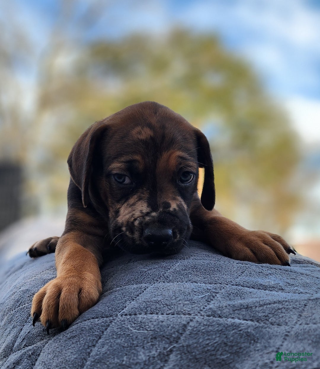 Catahoula Leopard Dog dogs for sale: Tala 2025 Male 2 - Ad 22