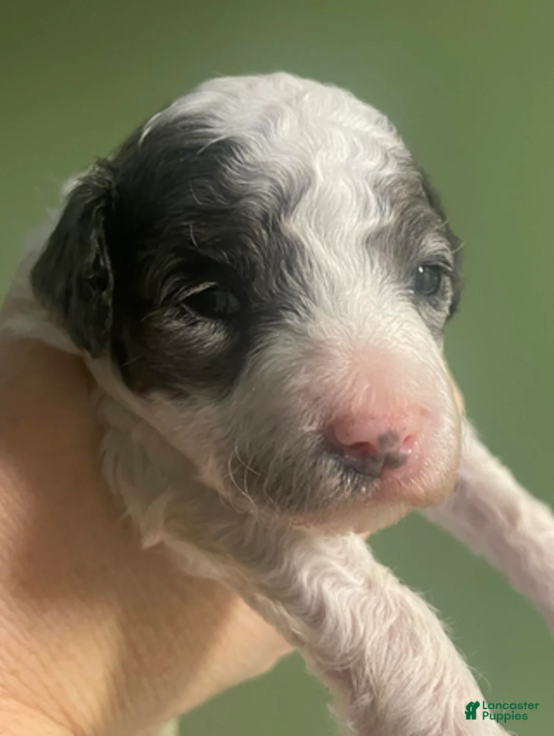 Goldendoodle dogs for sale: Peanut - Ad 5