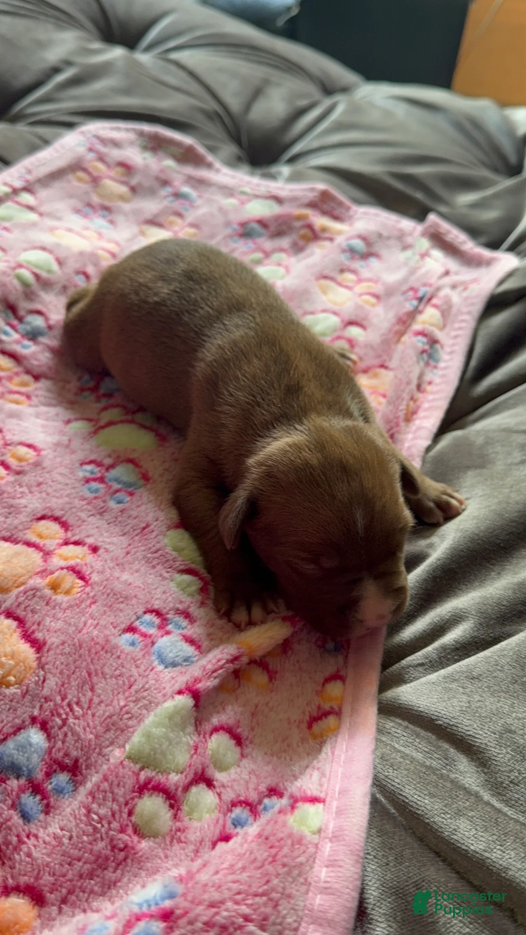 American Bully dogs for sale: American Bully 8 - Ad 1