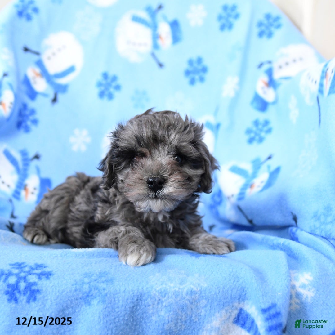 Cavapoo dogs for sale: Glitter - Ad 3