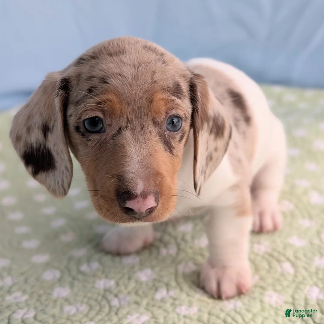 Miniature Dachshund dogs for sale: Cookie - Ad 8