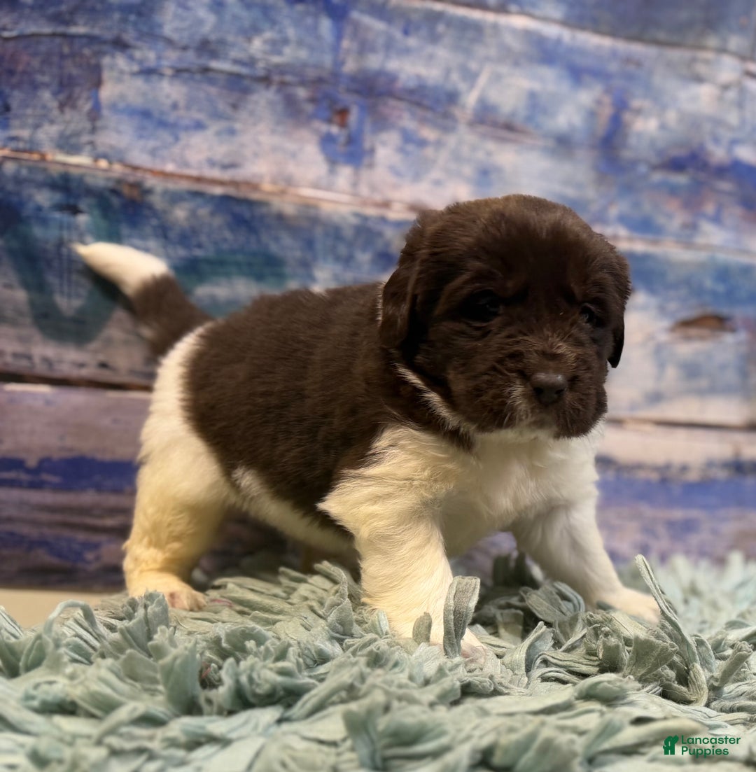 Mixed Breed dogs for sale: Stephanie OFA DNA - Ad 10