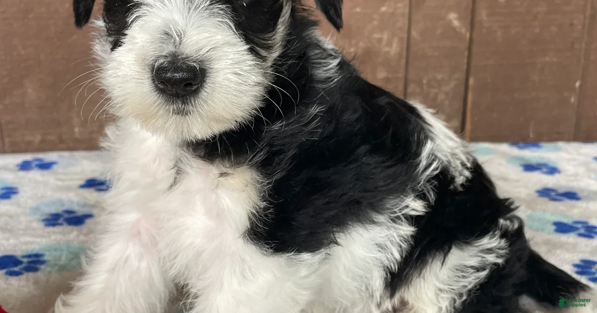 Wilma Miniature Schnauzer for sale in Lancaster | Lancaster Puppies