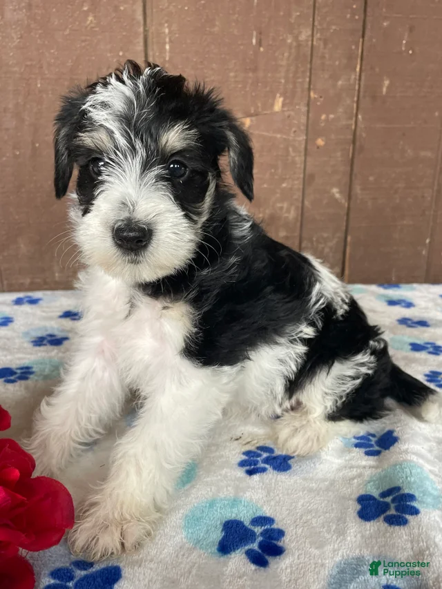 Wilma Miniature Schnauzer for sale in Lancaster | Lancaster Puppies