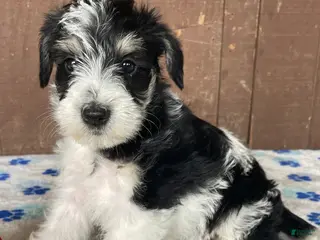 Miniature Schnauzer dogs Wilma - Ad 39