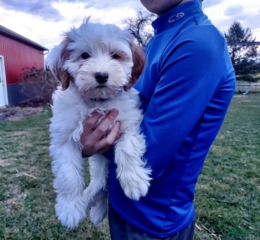 Cavapoo dogs Pebbles - Ad 16