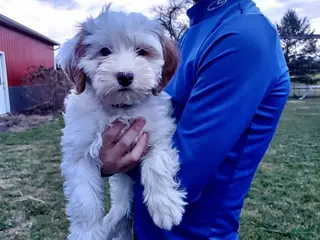 Cavapoo dogs Pebbles - Ad 16