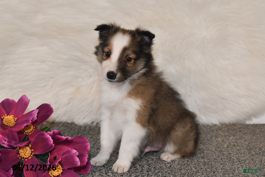 Shetland Sheepdog dogs for sale: Silas - Ad 5