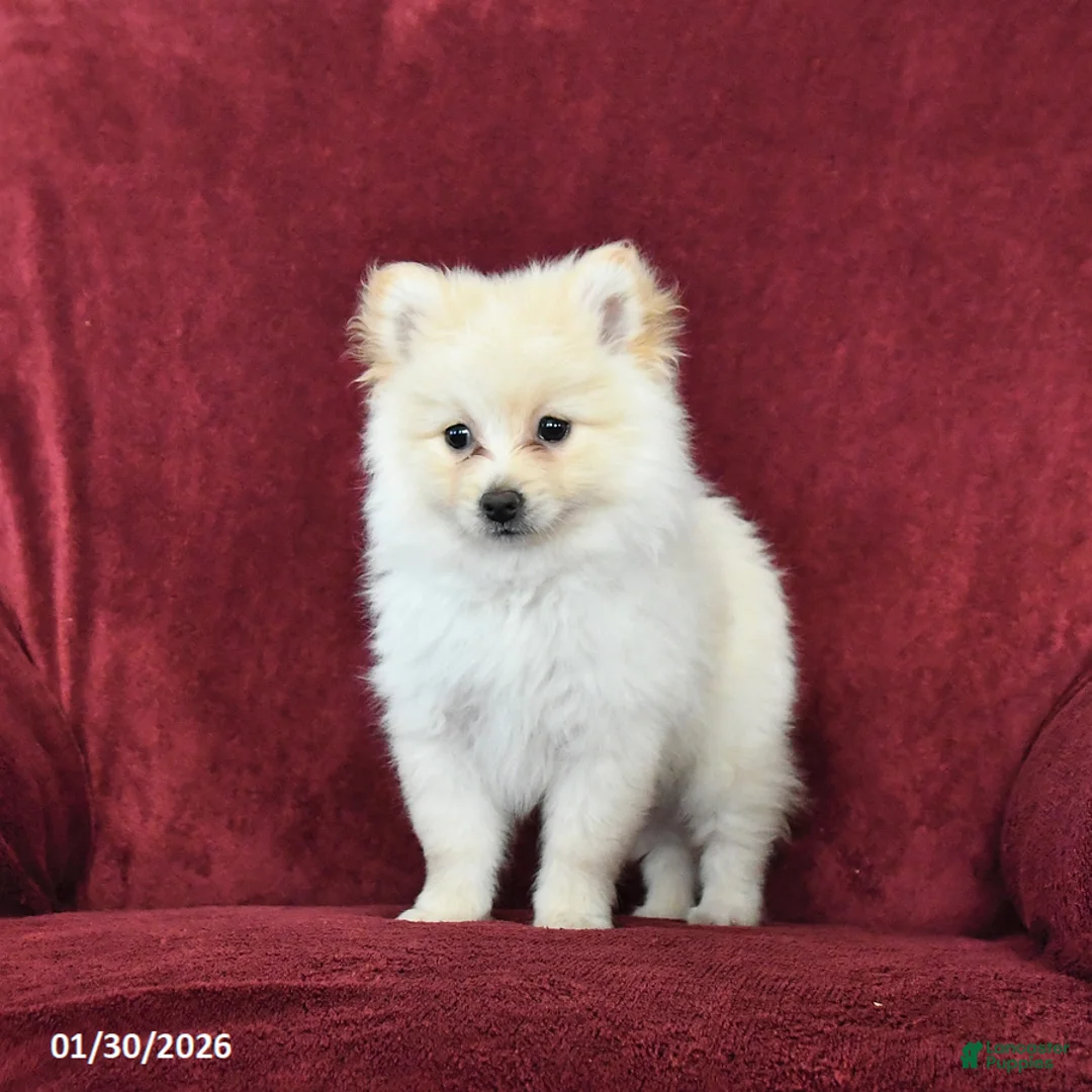 Pomeranian dogs for sale: Frisky - Ad 2