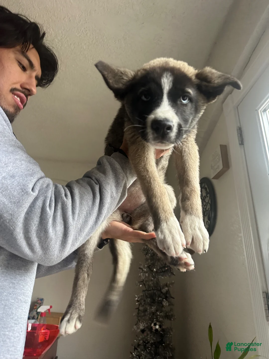 Gerberian Shepsky dogs for sale: Gerberian Shepsky Puppy 4 - Ad 1