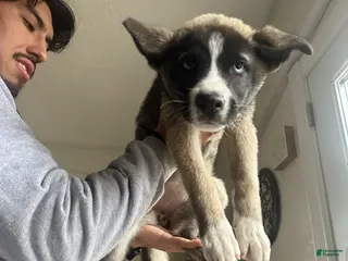 Gerberian Shepsky dogs Gerberian Shepsky Puppy 4 - Ad 24