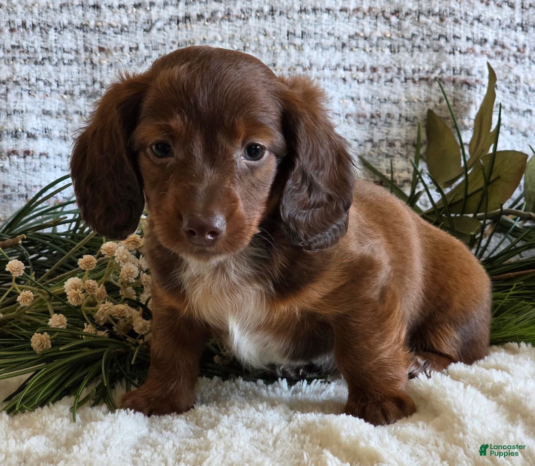 Miniature Dachshund dogs for sale: Sparky - Ad 4