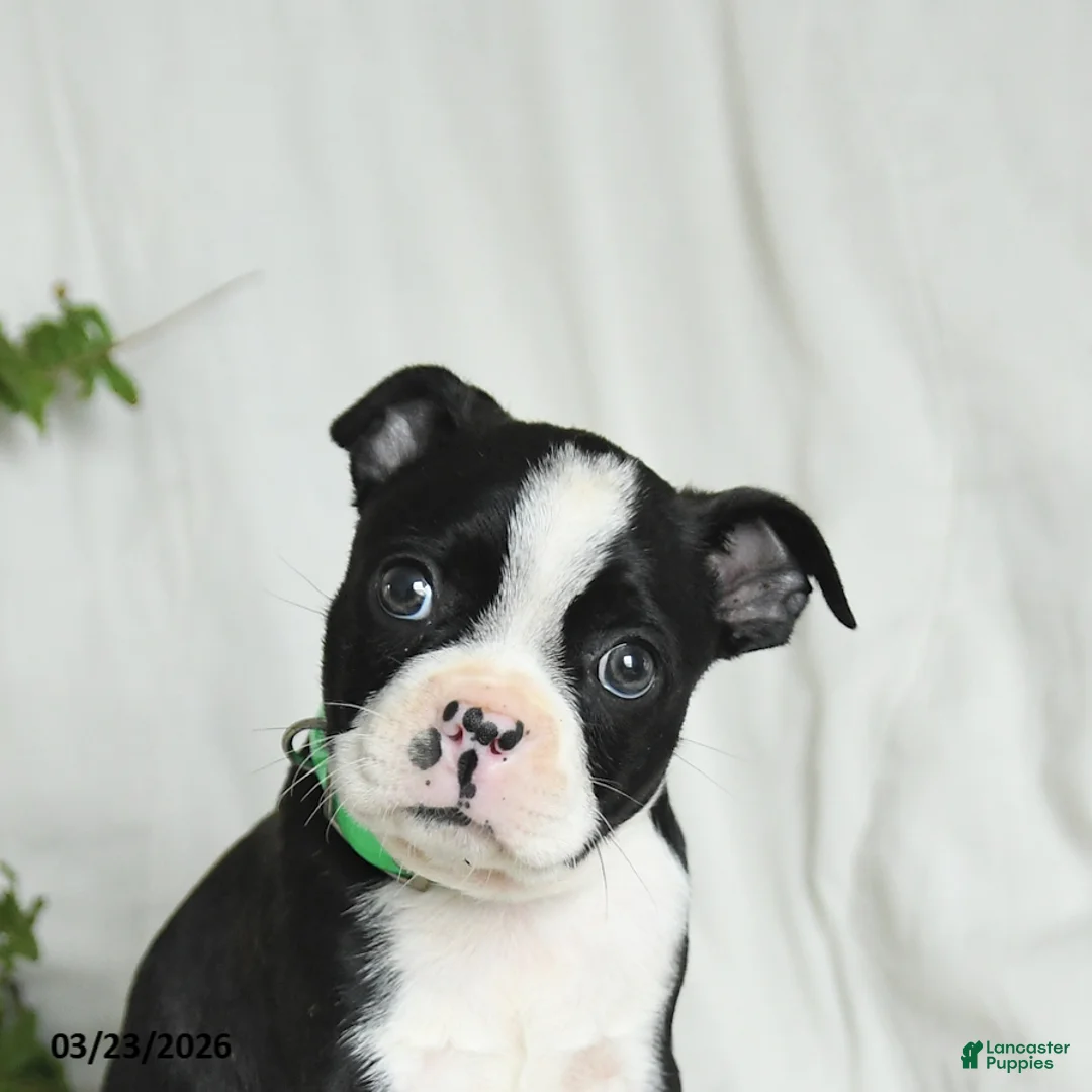 Boston Terrier dogs for sale: Baxter - Ad 5