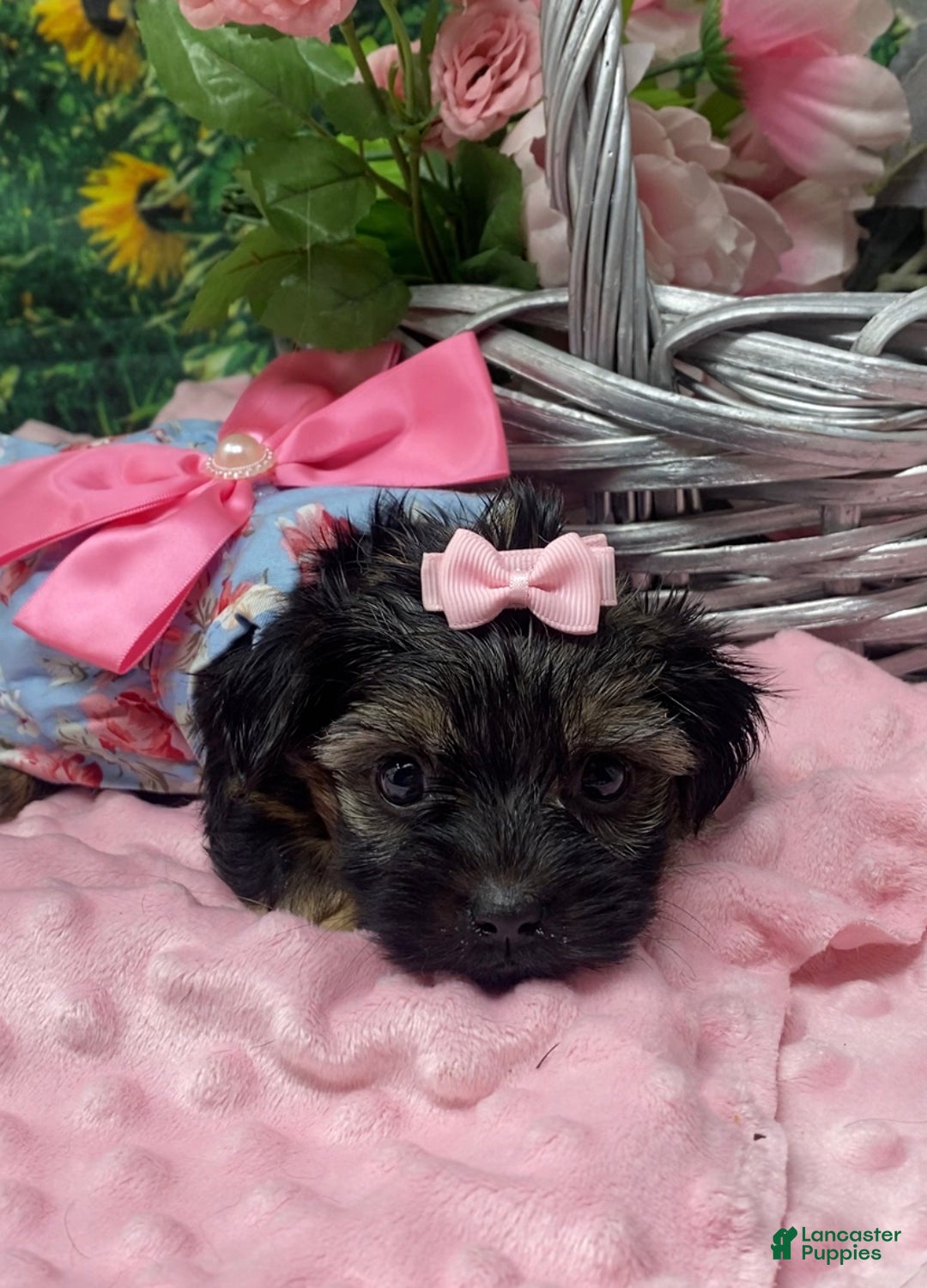 Shorkie dogs for sale: Lovely little Layla - Ad 3