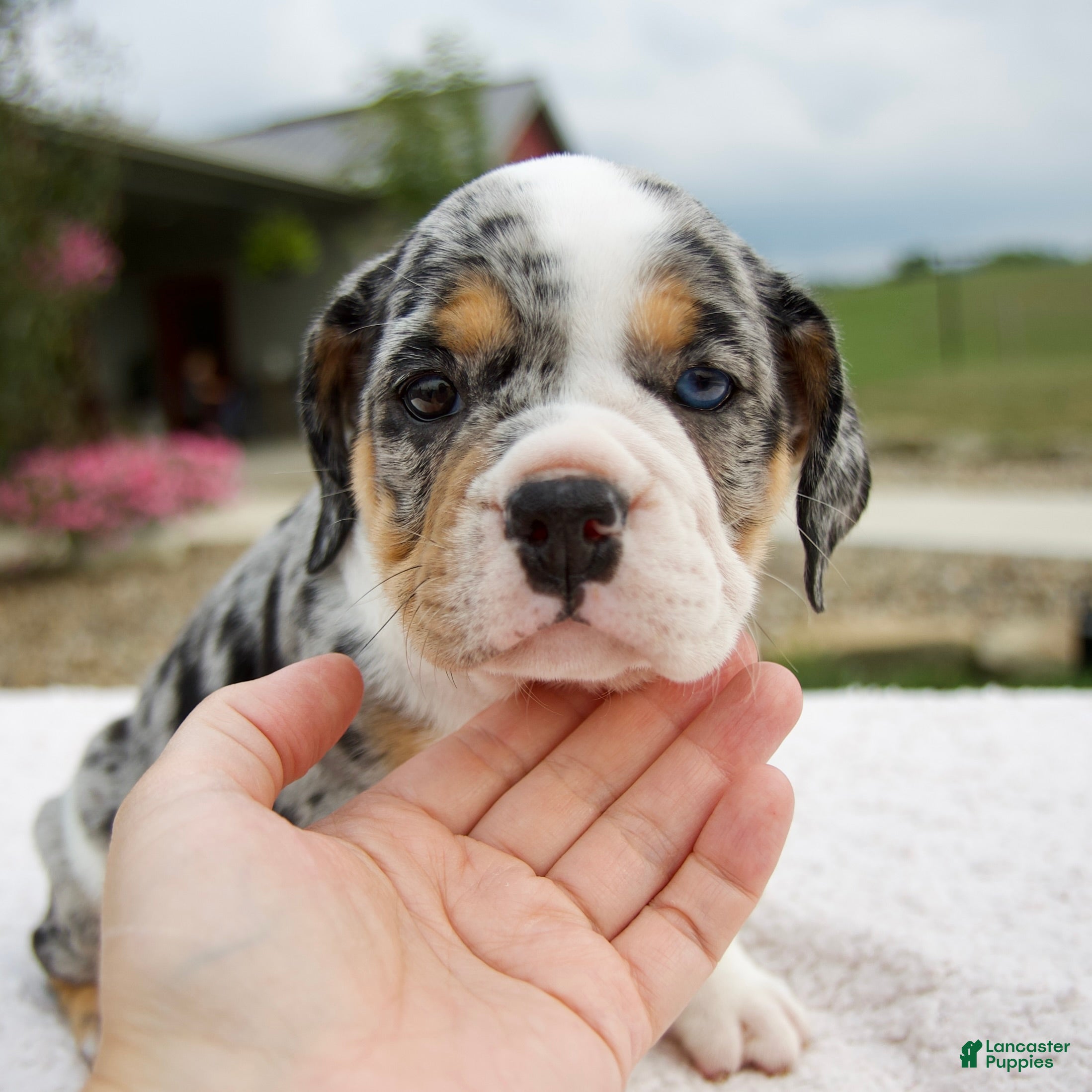 Beabull dogs Paige - Ad 1