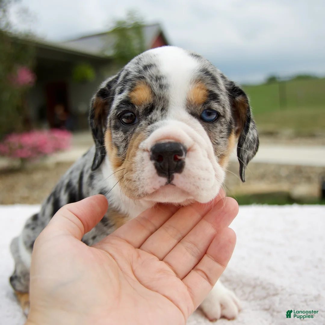 Beabull dogs for sale: Paige - Ad 1