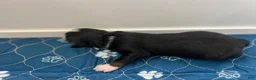 Miniature Australian Shepherd dogs for sale: Miniature Australian Shepherd 6 - Ad 3