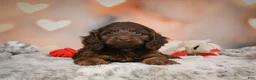 Cockapoo dogs for sale: Sandy - Ad 12