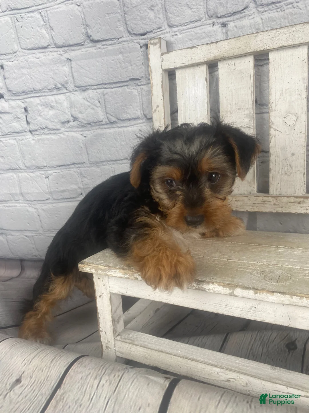 Yorkshire Terrier dogs for sale: Lisa - Ad 10