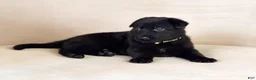 German Shepherd dogs for sale: Ms Yellow - Ad 7