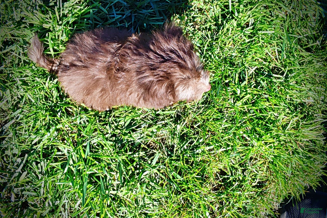 Havapoo dogs for sale: Hero - Ad 9