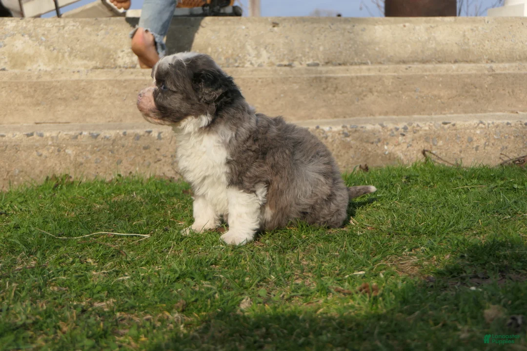 Mini Bernedoodle dogs for sale: Mini Bernedoodle Ricky - Ad 2