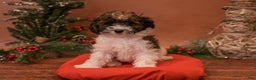 Bichpoo dogs for sale: Vlad - Ad 9