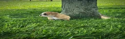 English Bulldog dogs for sale: Rex - Ad 4