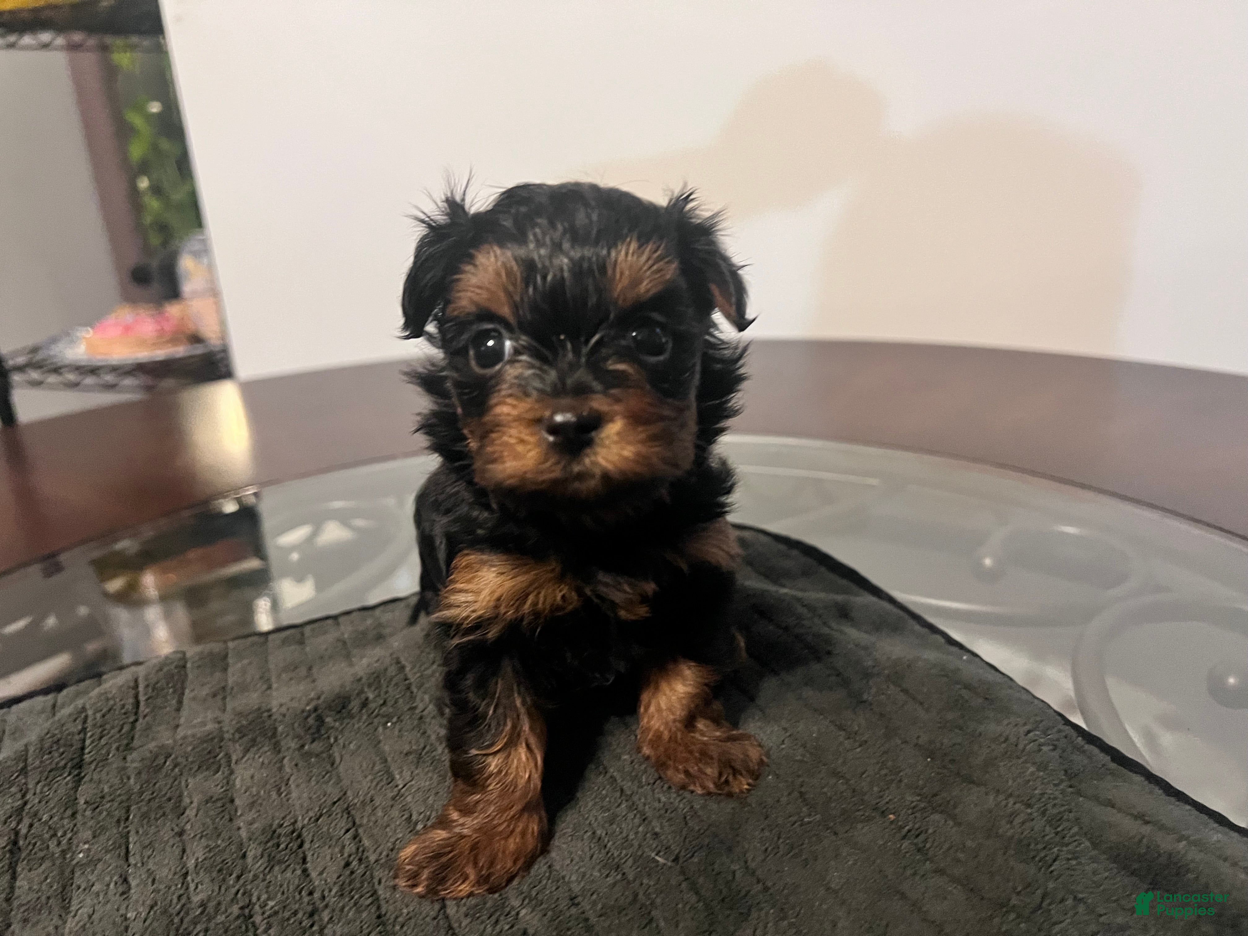 Yorkiepoo dogs for sale: Cole - Ad 20