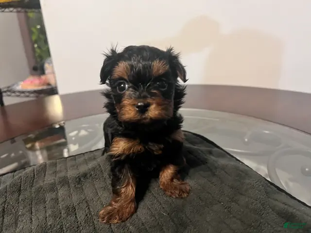 Yorkiepoo dogs for sale: Cole - Ad 20