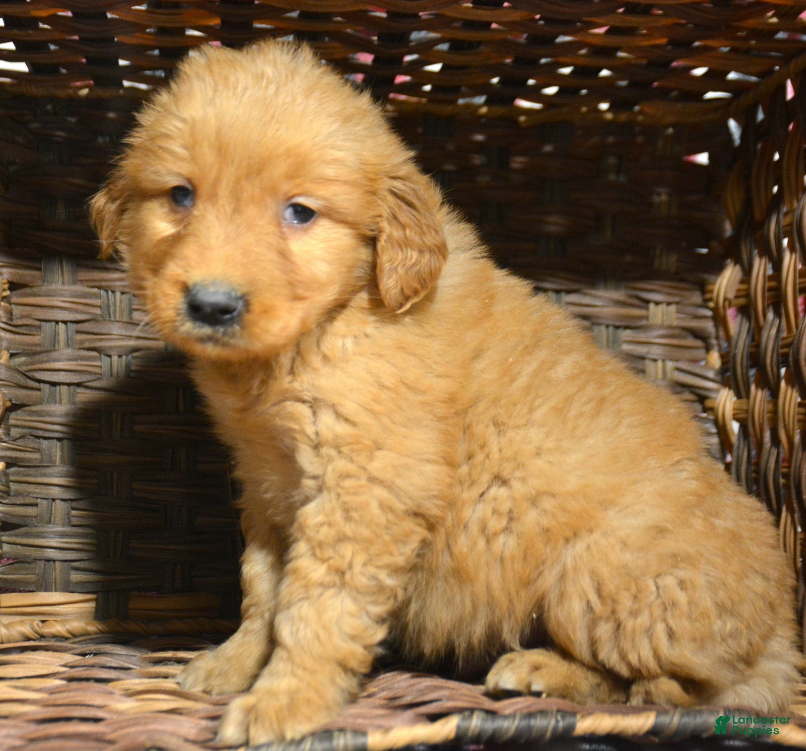 Golden Retriever dogs Golden Retriever Puppy 3 Gage - Ad 7