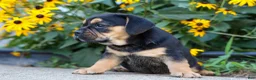 Beabull dogs for sale: Ace 🐶✨ - Ad 9
