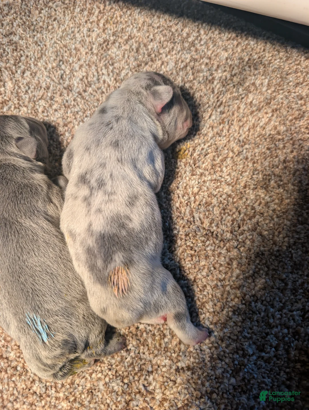 French Bulldog dogs for sale: Omelette  - Ad 2