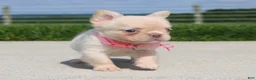 French Bulldog dogs for sale: Buttercup - Ad 5