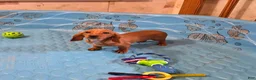 Miniature Dachshund dogs for sale: Boyd - Ad 3