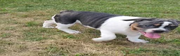 Mixed Breed dogs for sale: Sale! Blue Bubba - Ad 5