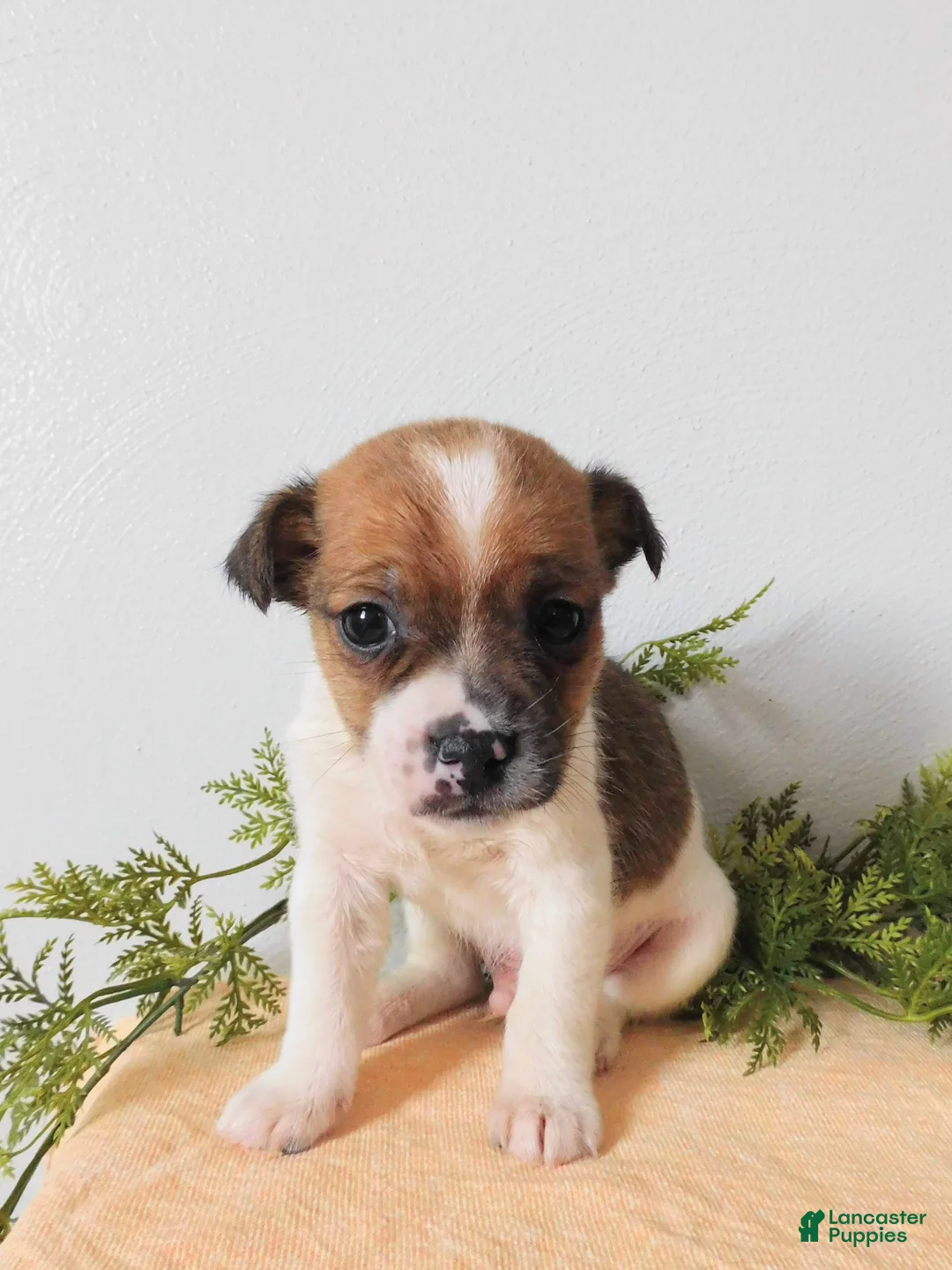 Jack Russell Terrier dogs for sale: Tucker  - Ad 1