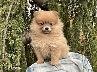 Pomeranian dogs Macey - Ad 24