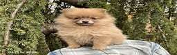 Pomeranian dogs for sale: Macey - Ad 1