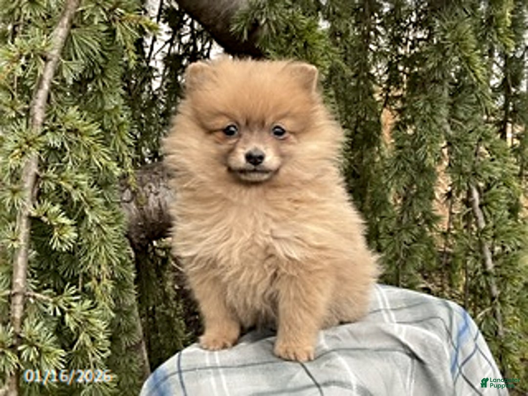 Pomeranian dogs for sale: Macey - Ad 1