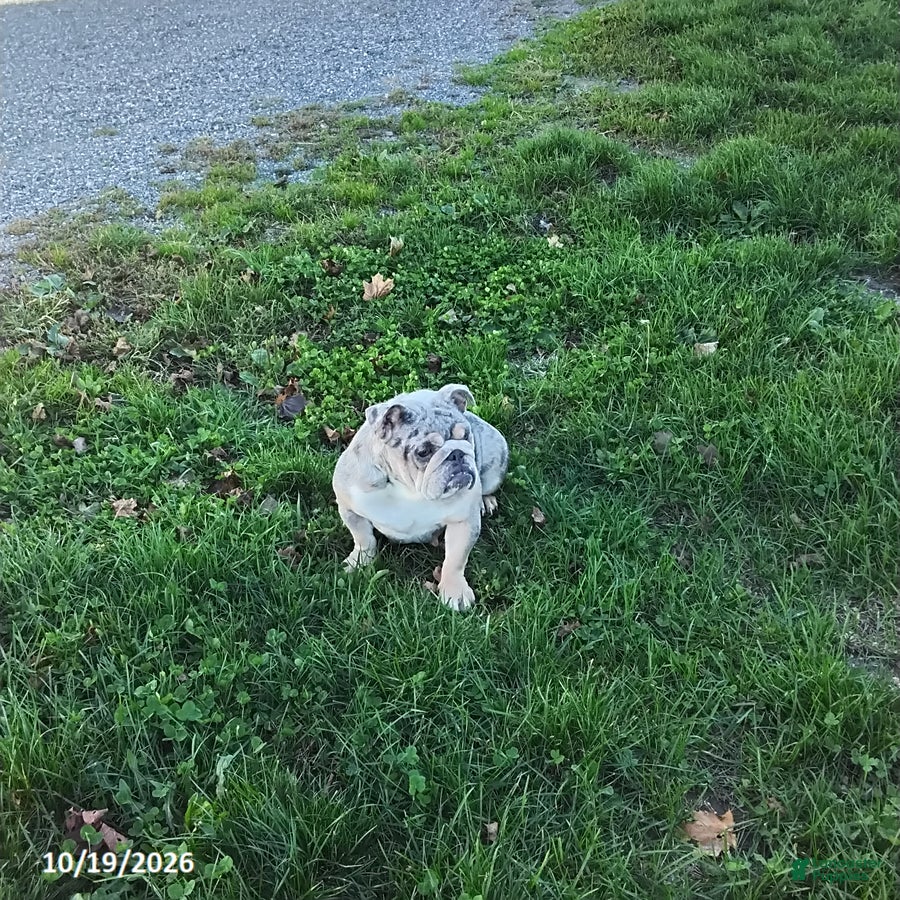 English Bulldog dogs for sale: Lynn - Ad 2