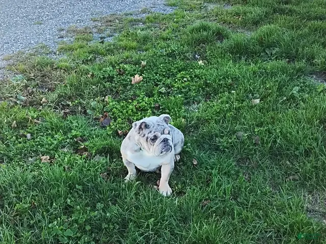 English Bulldog dogs for sale: Lynn - Ad 2