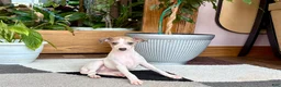Italian Greyhound dogs for sale: Italian Greyhound female 3 white and fawn  - Ad 11