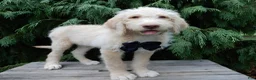 Labradoodle dogs for sale: Dallas - Ad 6
