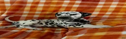 Dalmatian dogs for sale: Purple - Ad 2